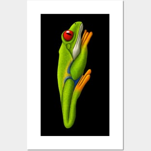 Red Eyed Tree Frog Posters and Art